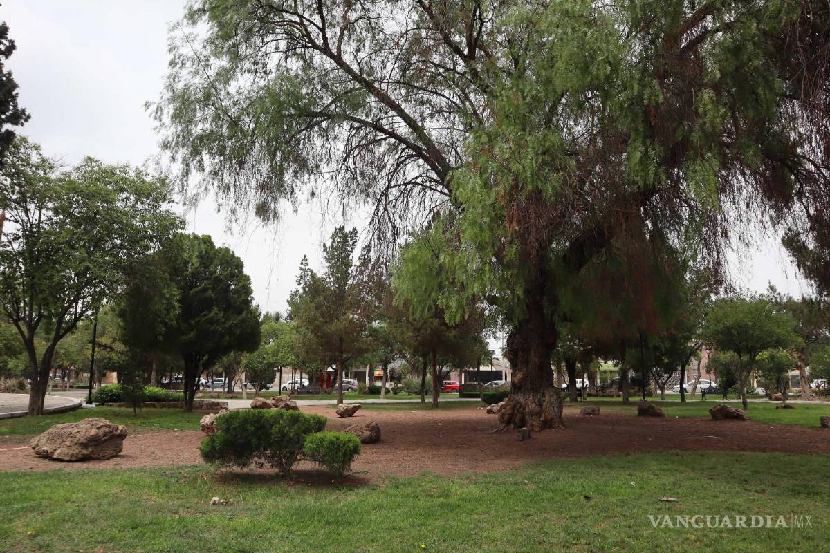 Vecinos reclaman daño ecológico en plaza de la colonia República; Municipio de Saltillo lo niega