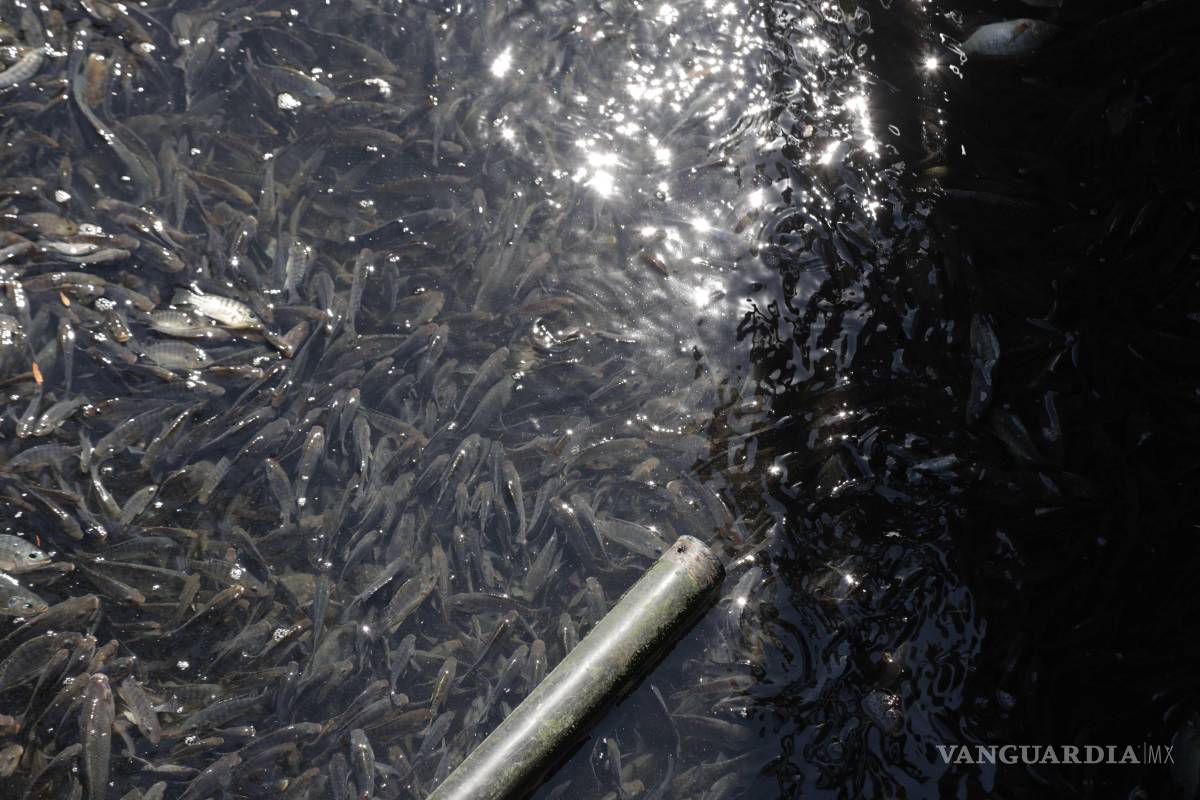 $!Descartan contaminación del agua como causa de la muerte de los peces.