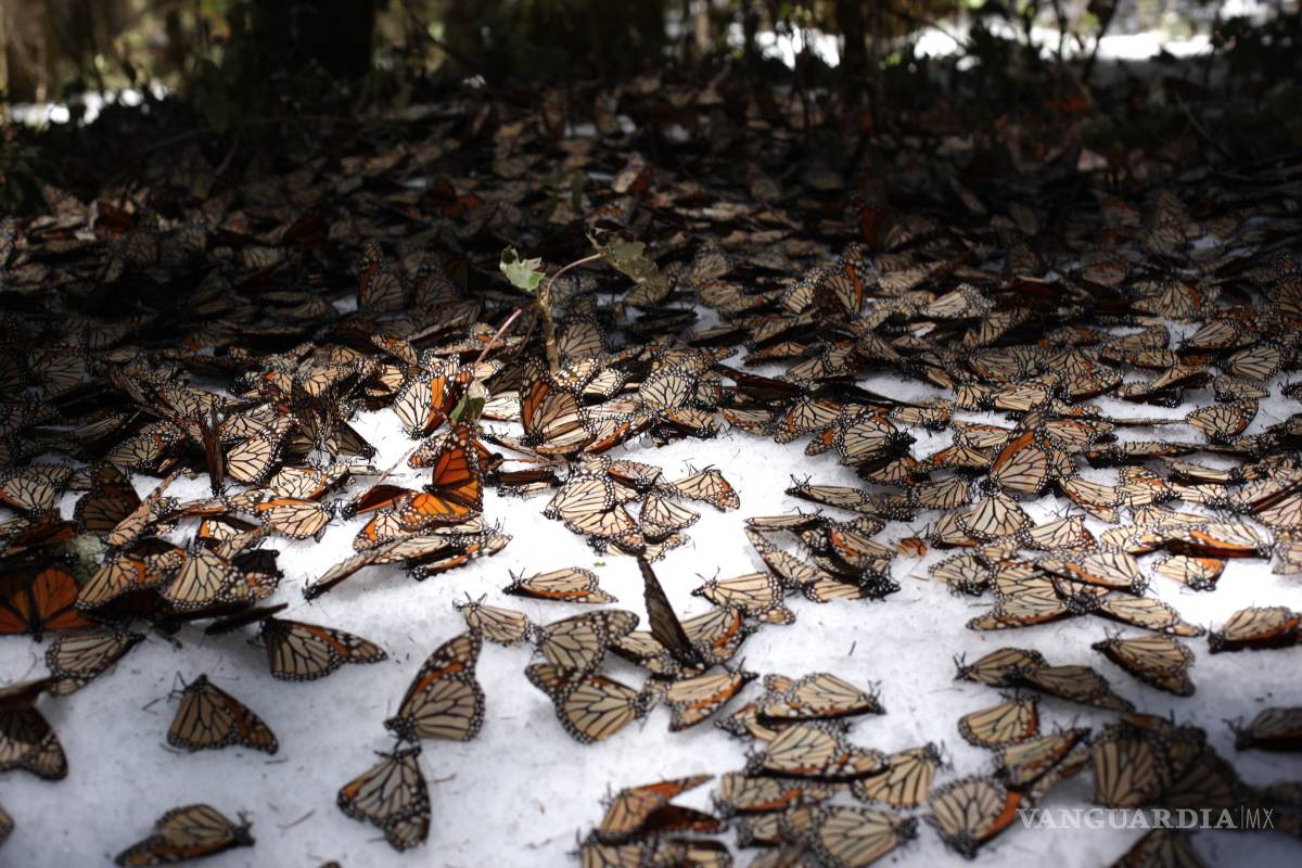 Muere en ruta 80% de la mariposa monarca