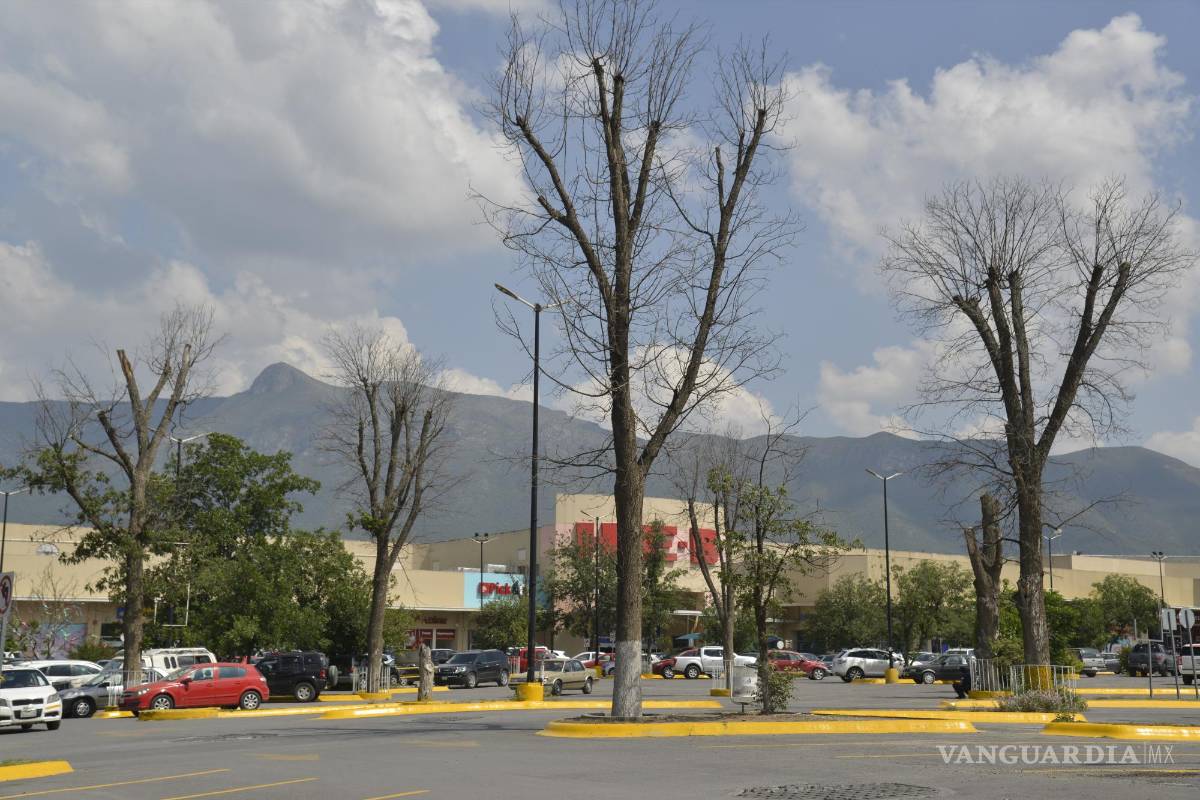 $!Se queda plaza comercial de Saltillo sin sus característicos nogales