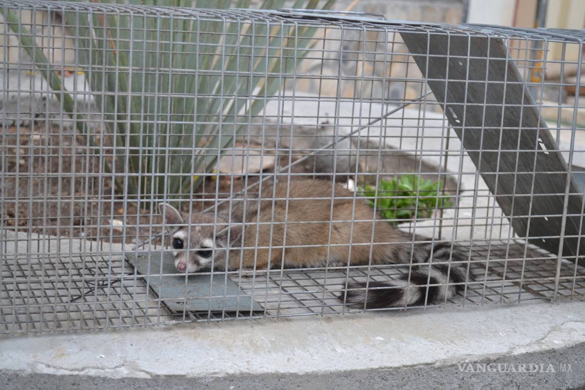 Atrapan a cacomixtle en fábrica de Derramadero; será llevado a Zapalinamé