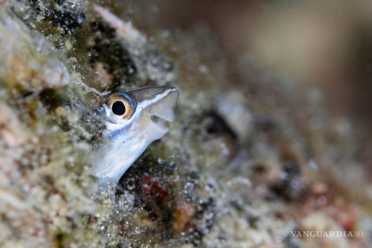 $!Comedy Wildlife Photography Awards: Los momentos más graciosos del mundo animal