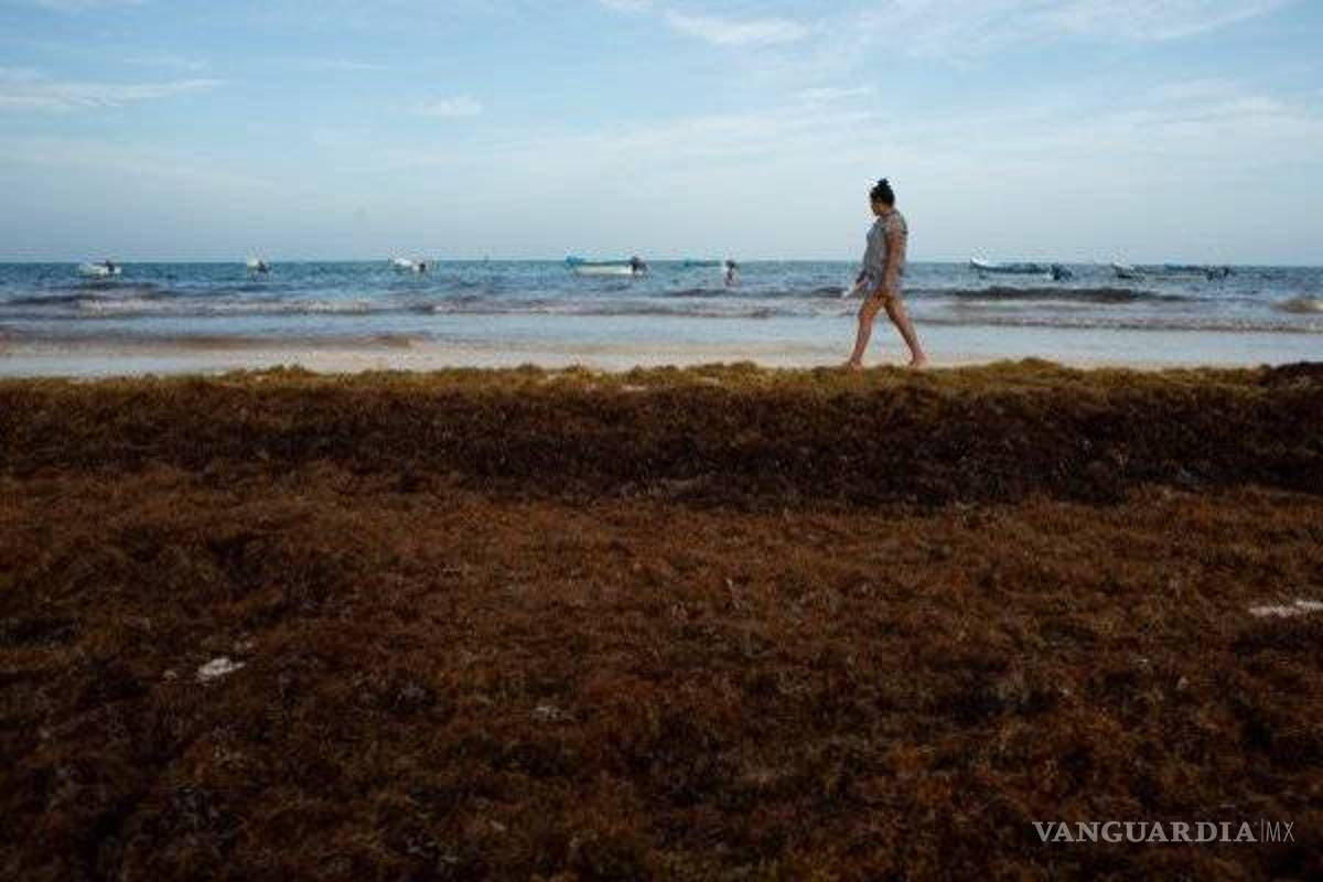 Sargazo excesivo se extiende en la Riviera Maya