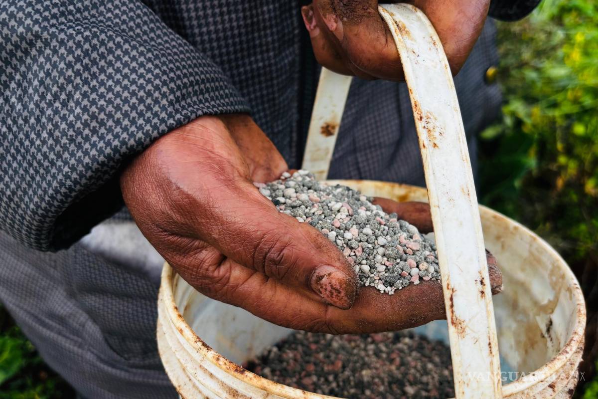 $!Elizabeth Wangua aplica fertilizante a su terreno en Limuru, Kenia.