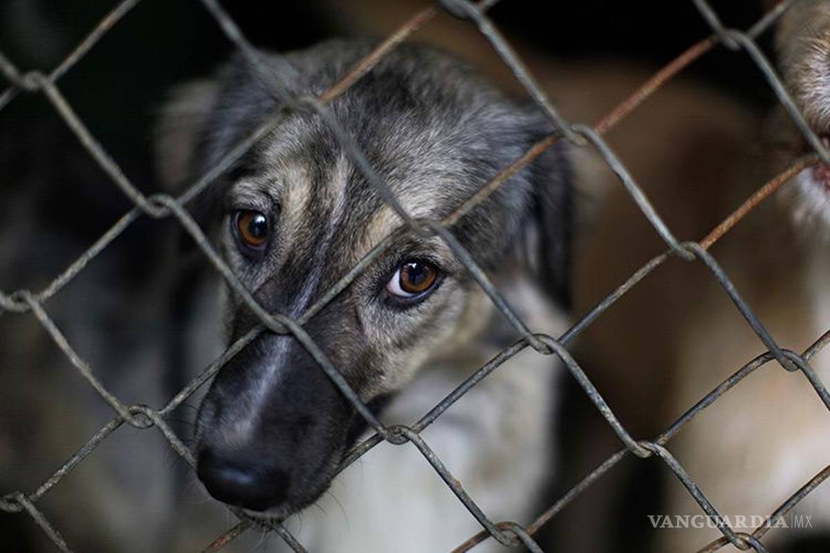 Violencia contra perritos conmociona en Hidalgo; desde atacarlos con machetes, hasta colgarlos vivos