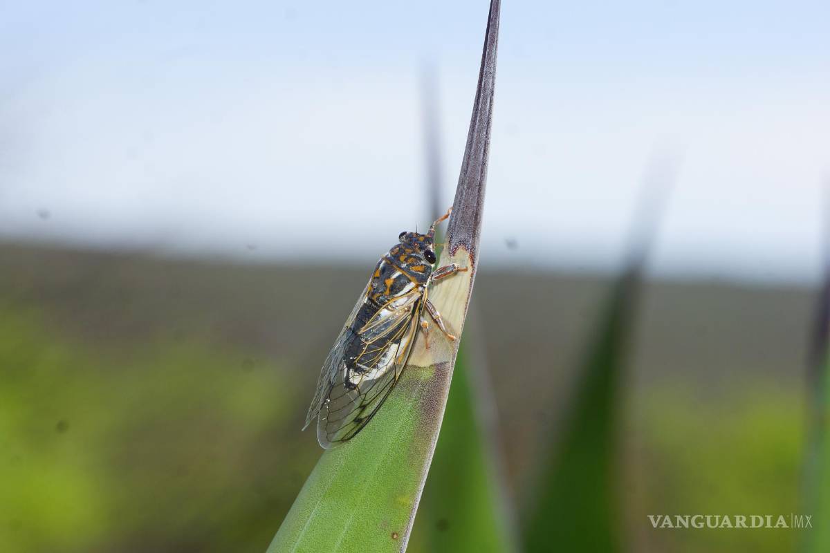 $!Una vez terminada la cópula, el macho cae muerto, mientras la hembra deposita su hueva en los arbustos y también muere.