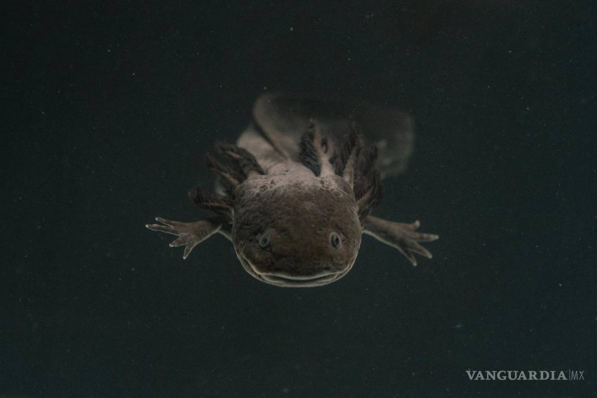 ¿Qué se necesita para salvar a los ajolotes?