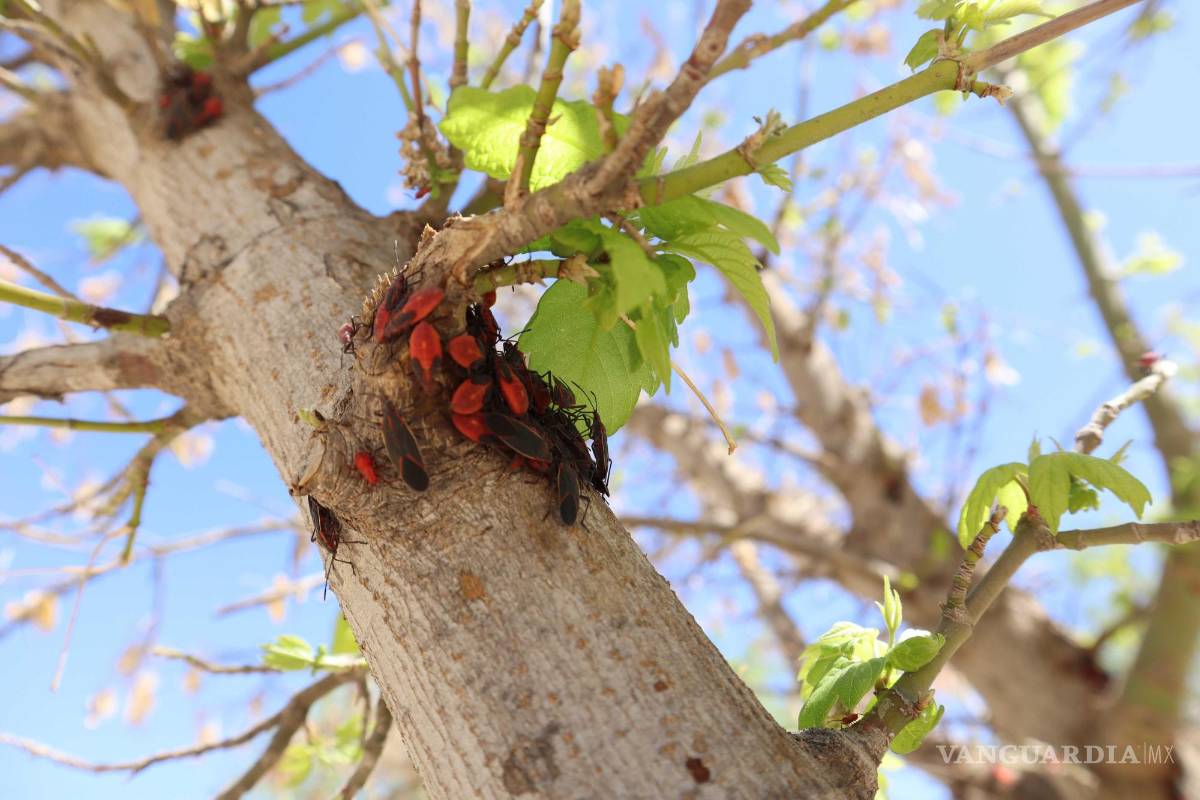 ¡Calma! Aparecen chinches del Arce en árboles de Saltillo; son inofensivas para humanos y mascotas