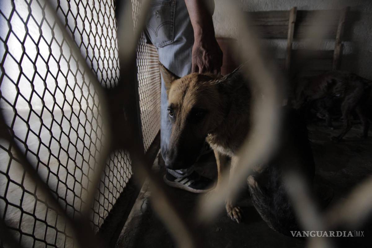 ¿Quieres un lomito? Estos son los pasos para adoptar un perro en Control Canino de Saltillo