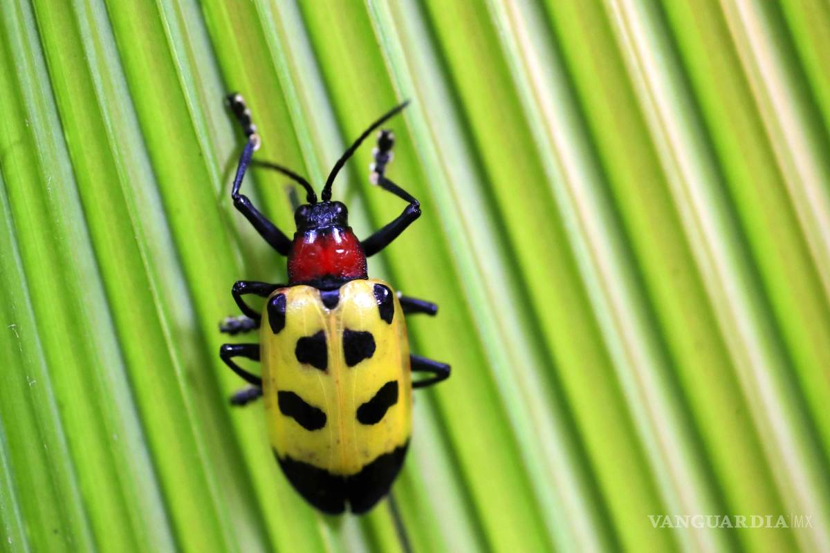 $!Amenaza crisis climática a especies en peligro