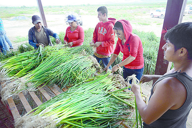 Detecta Setra mala alimentación para jornaleros agrícolas en ranchos de Ramos Arizpe