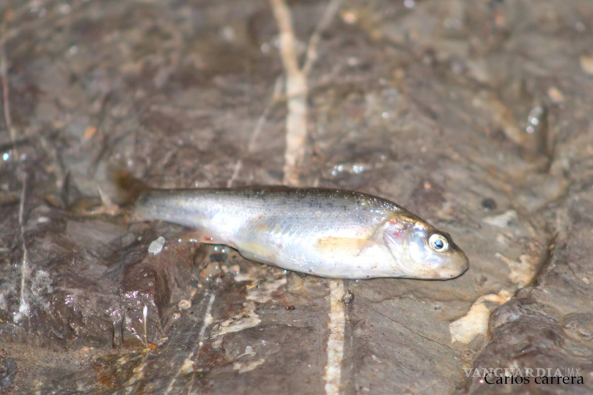 Saltillo: Se requieren 500 mil pesos para conservar carpita saltillense, en peligro de extinción