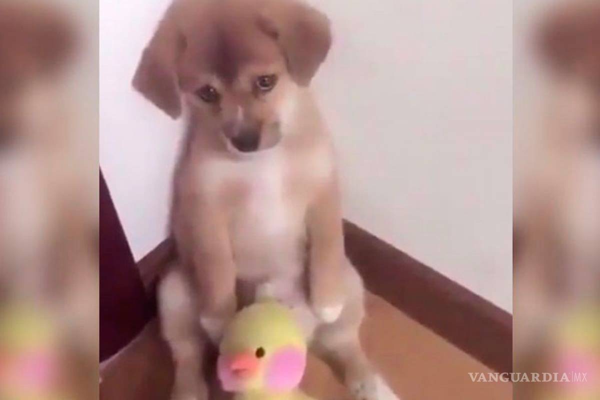 Video de perrito regañado 'enamora' a millones en Facebook