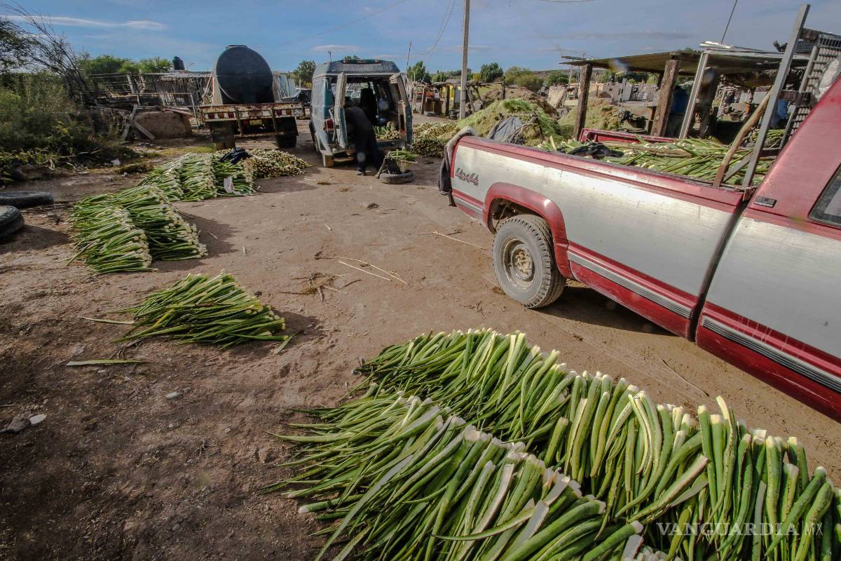 $!Lechuguilla, sobreviviente del desierto