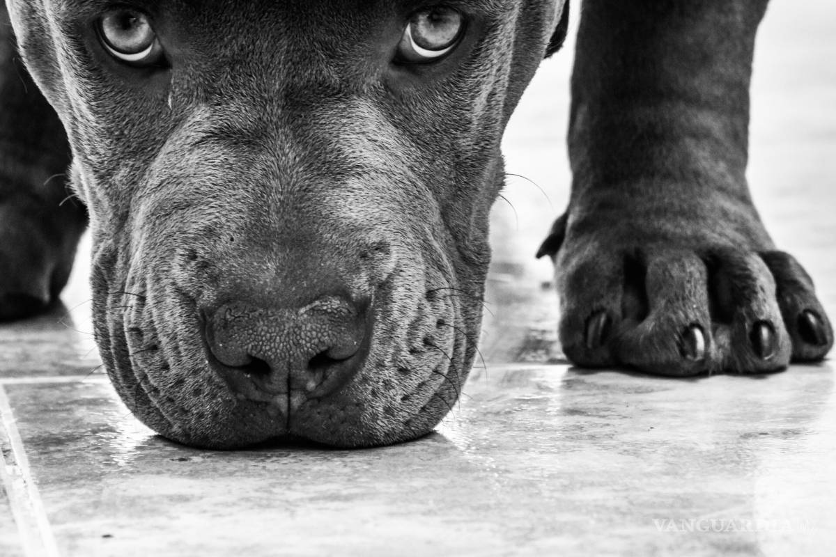 Incumplen ley para controlar perros agresivos en Coahuila