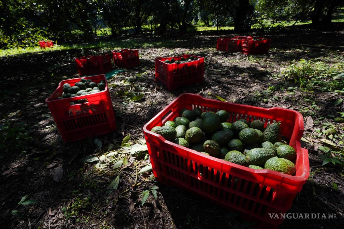 Exponen plan para exportar aguacate; productores y gobierno de Michoacán se reúnen con EU