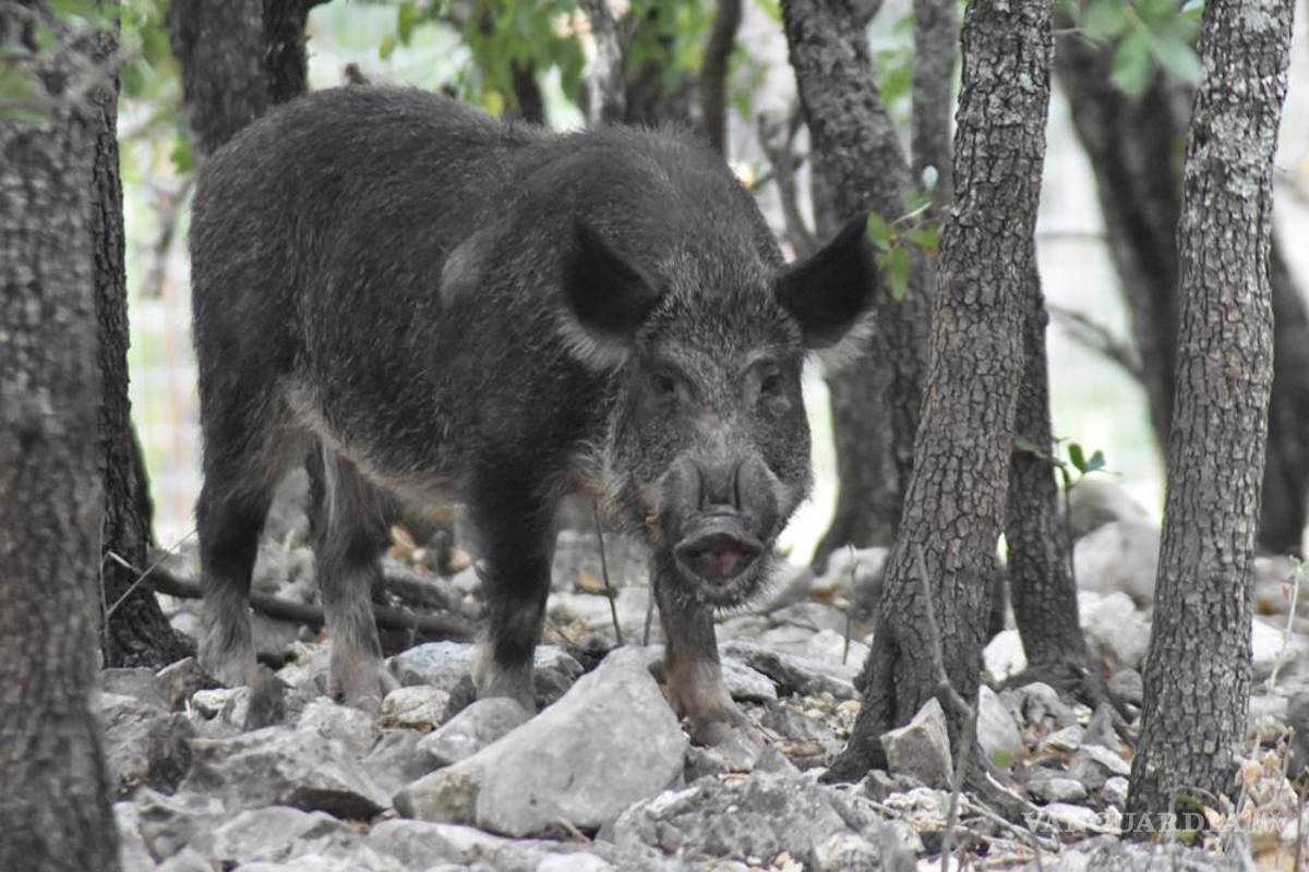 ‘Súper cerdos’ salvajes están invadiendo EU, son millones en todo el país