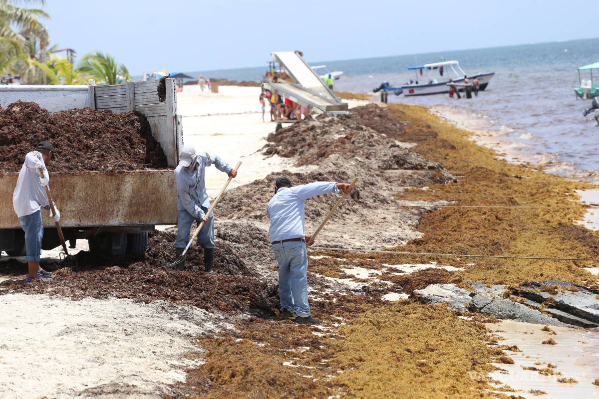 $!Mientras tanto, en el Caribe mexicano, el sargazo continúa siendo un desafío ambiental y turístico.