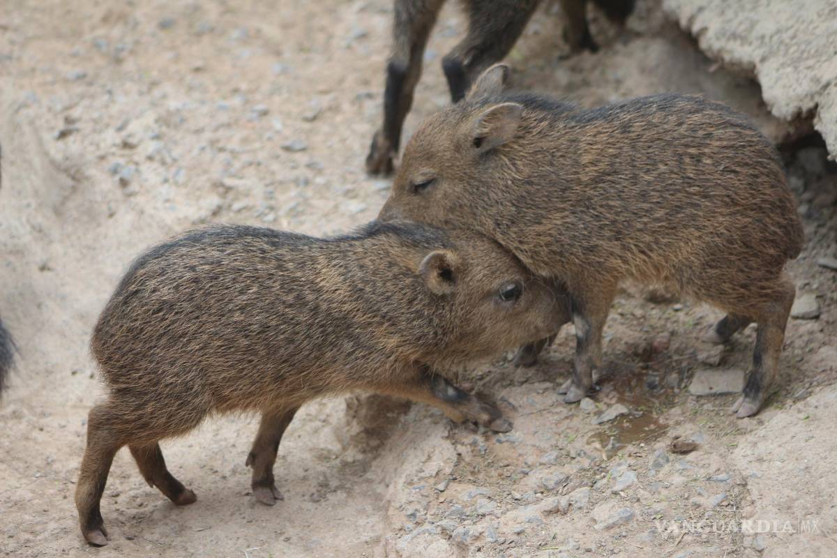 $!Ejemplares de Pecarí, especia protegida que habita dentro del Museo.