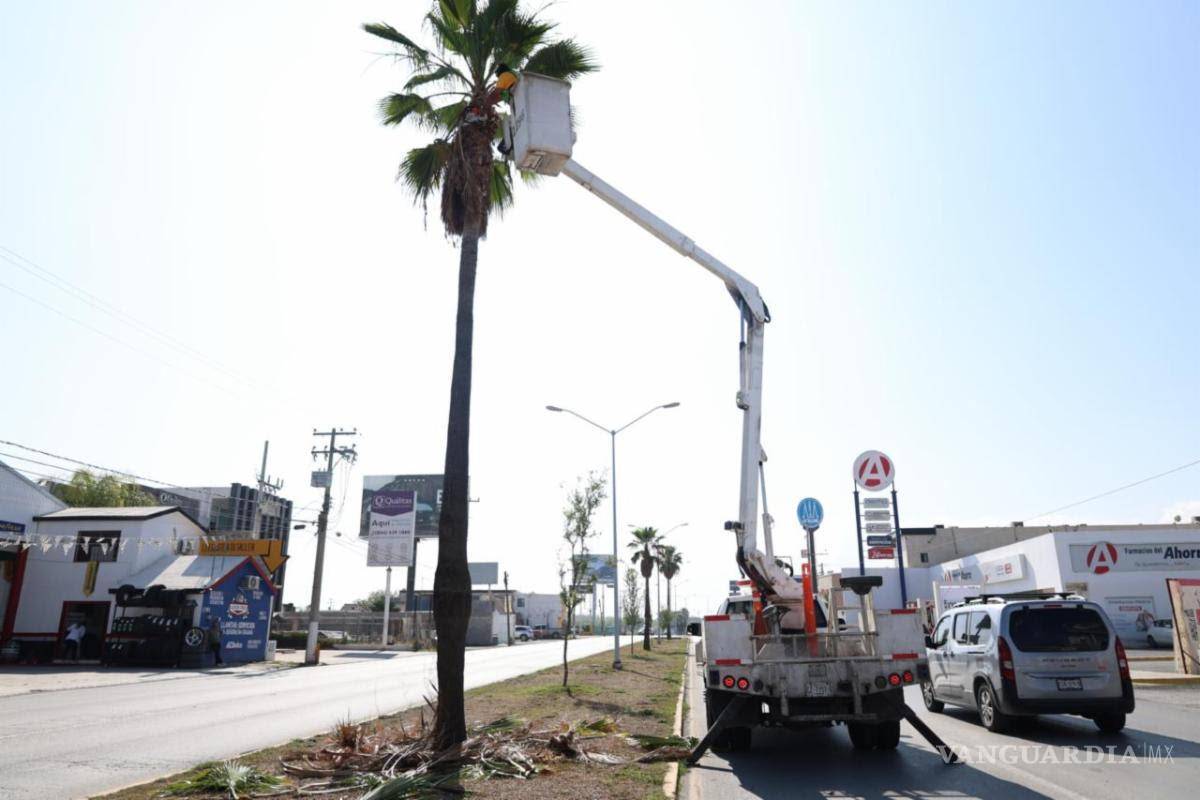 $!En el bulevar Colosio, realizaron poda de palmas de la especie Washingtonia.