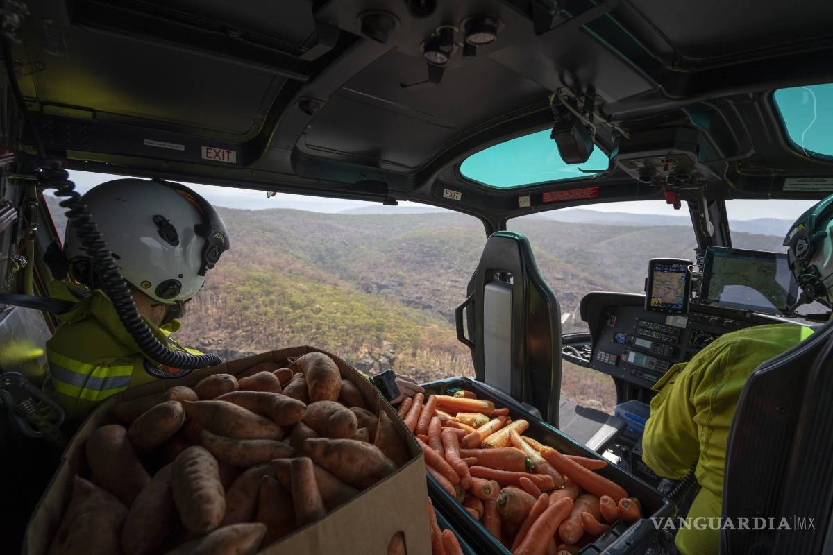 Australia intenta salvara a los animales afectados por incendios, lanza desde helicópteros comida