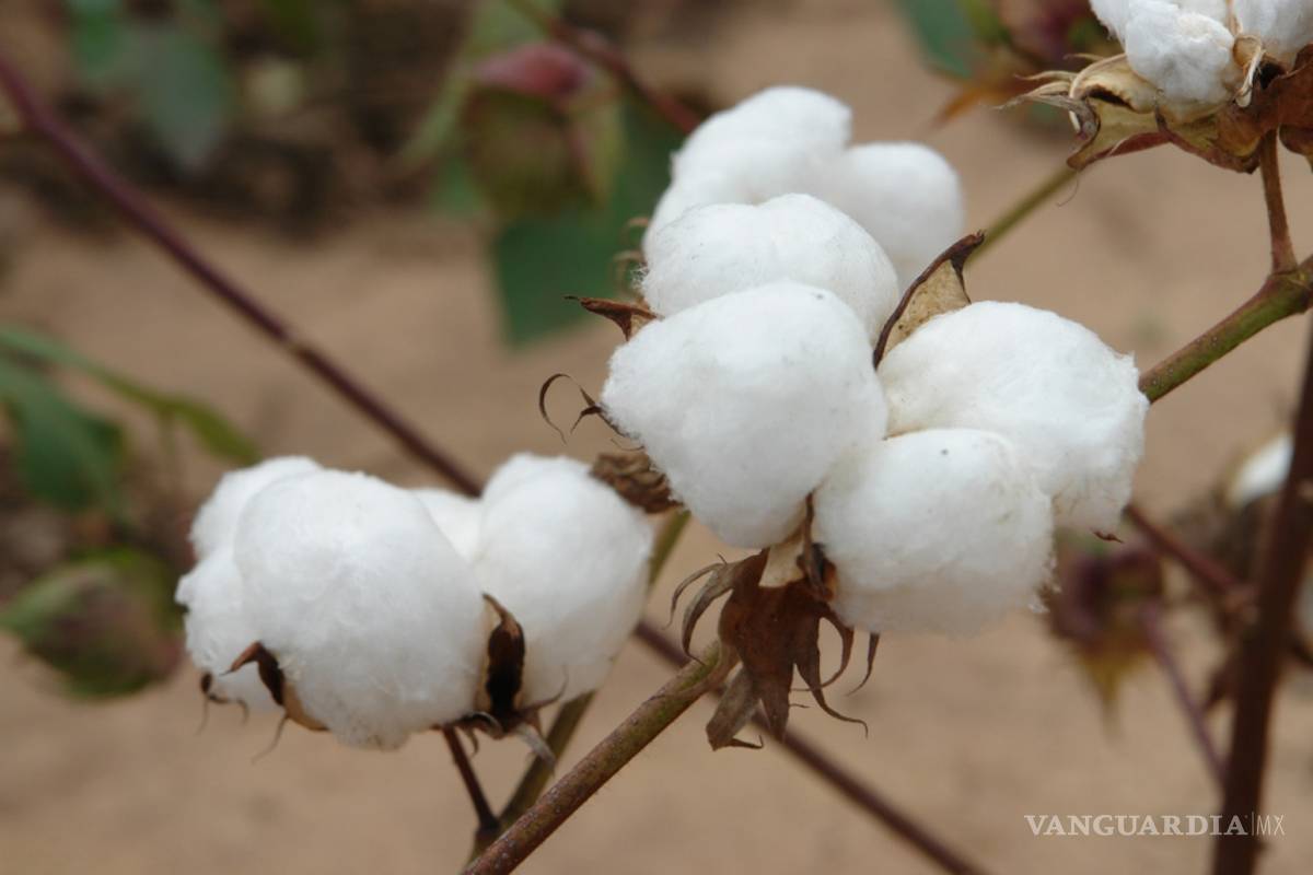 Algodoneros piden subsidio, aseguran que no sacan costos de producción