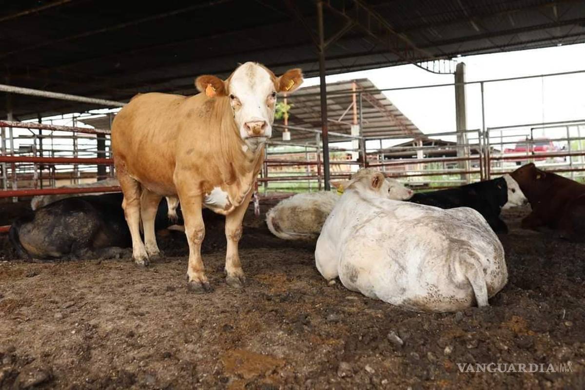 Anuncian ganaderos de Acuña preparativos para Séptima Edición de la Expo Ganadera