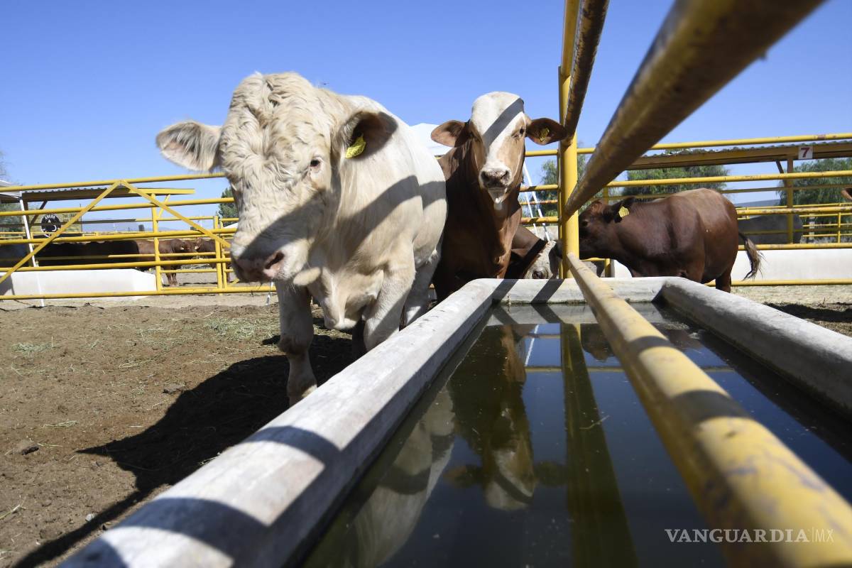 Coahuila, de los que más exportan ganado a EU