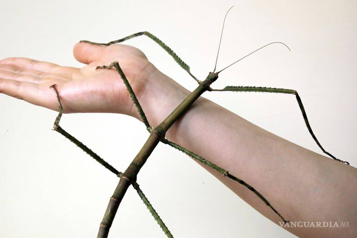 Phryganistria Chinensis, el insecto más grande del mundo