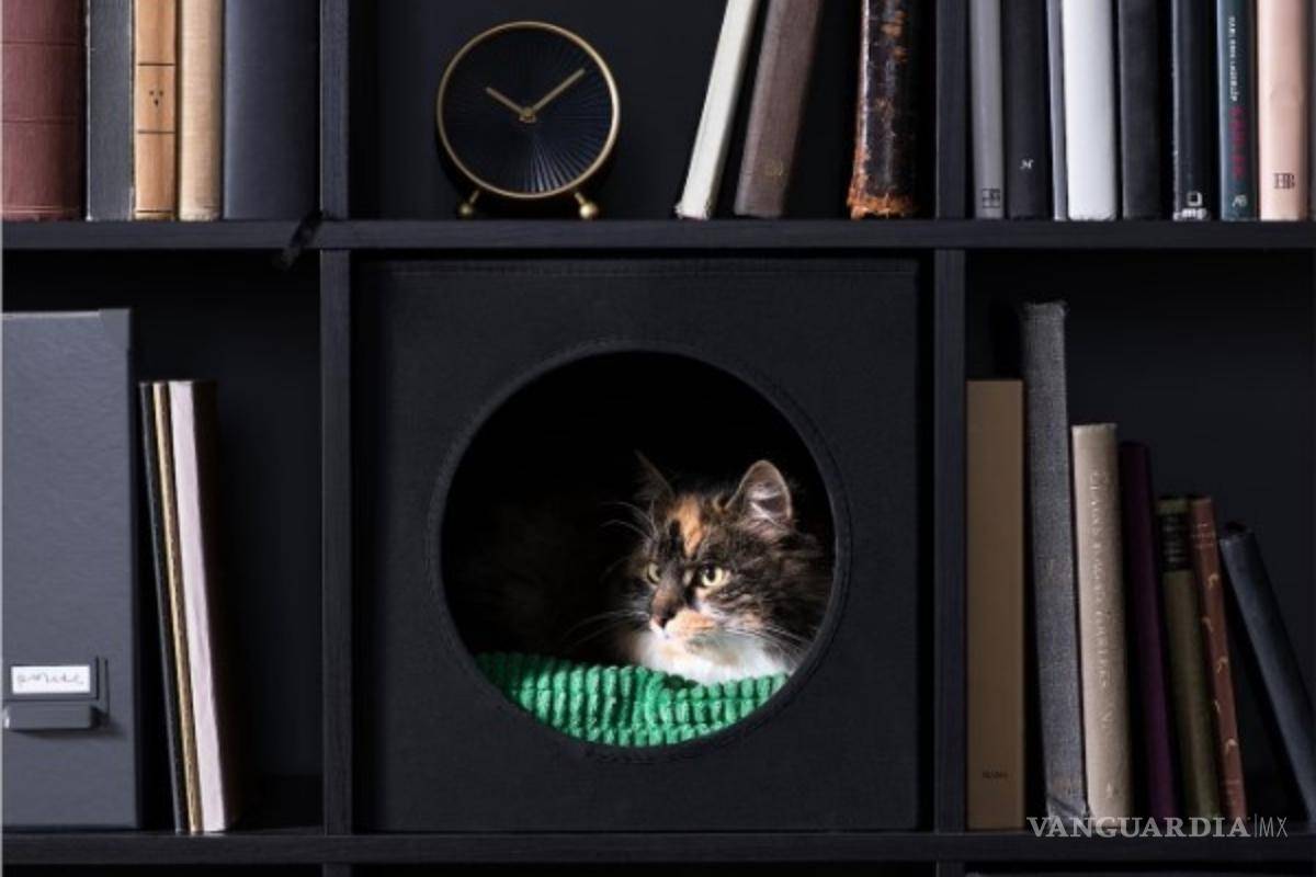 $!Para los michis intelectuales, puedes hacerles una pequeña “casa” en el librero.