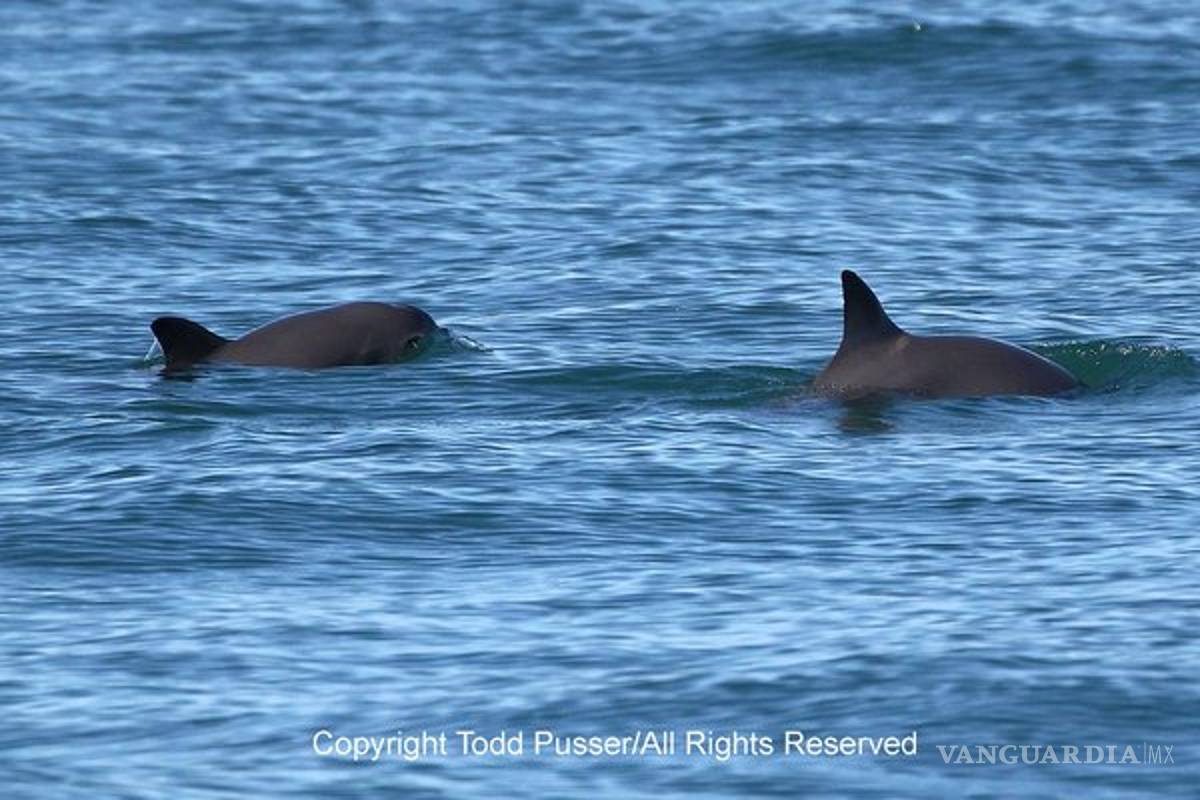 Confirman avistamiento de 25 ejemplares de vaquita marina