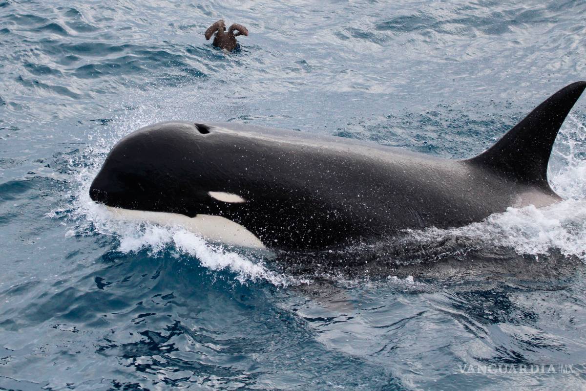Descubren nueva subespecie de orca al sur de Chile