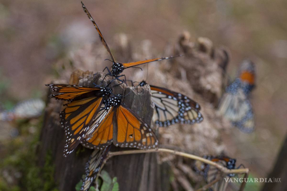 Transgénicos amenazan la existencia de la mariposa monarca