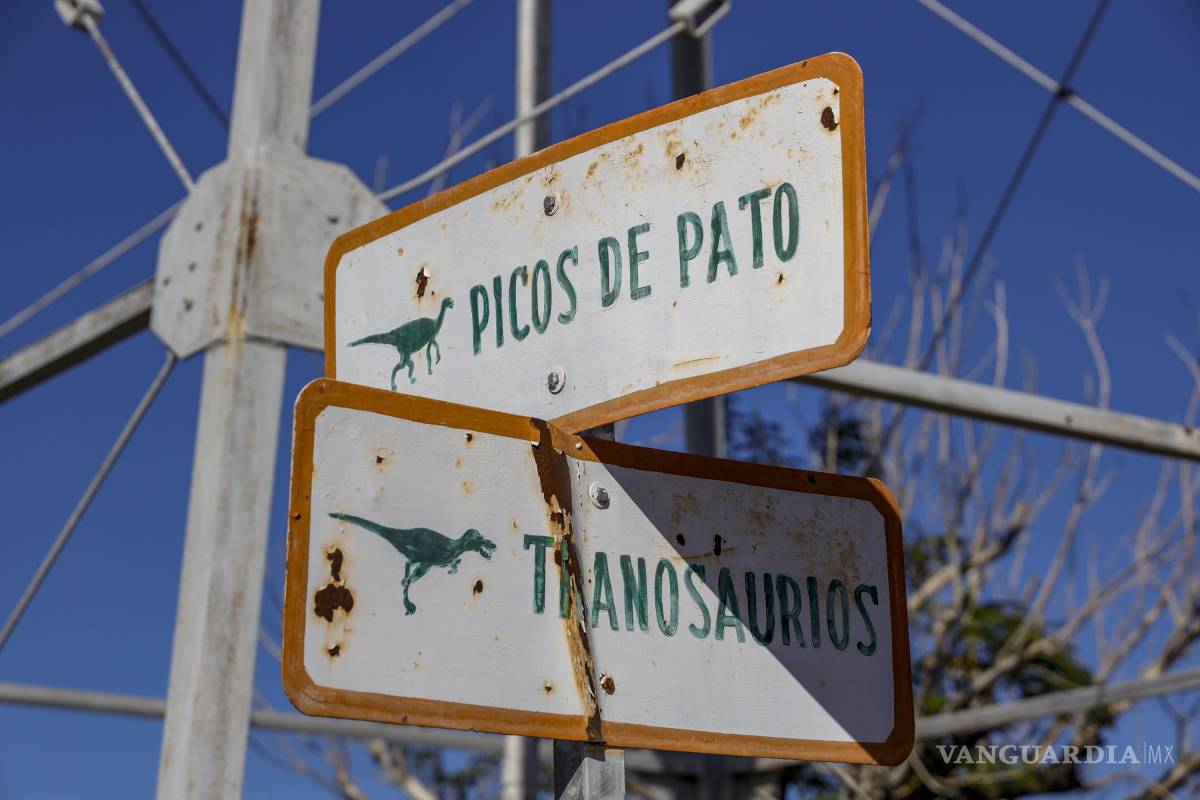 $!Antes de que se descubrieran los grandes fósiles de dinosaurios en Rincón Colorado, un carpintero, José Rojas, buscaba ahí tesoros.