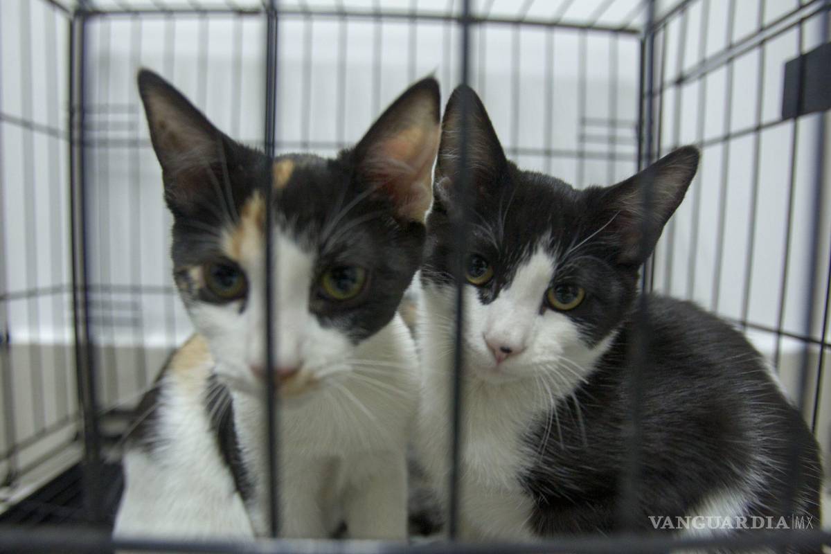 $!Esta resolución en NY busca incentivar la adopción de perros, gatos y conejos o que los clientes, al momento de comprar, vean las condiciones en las que viven.