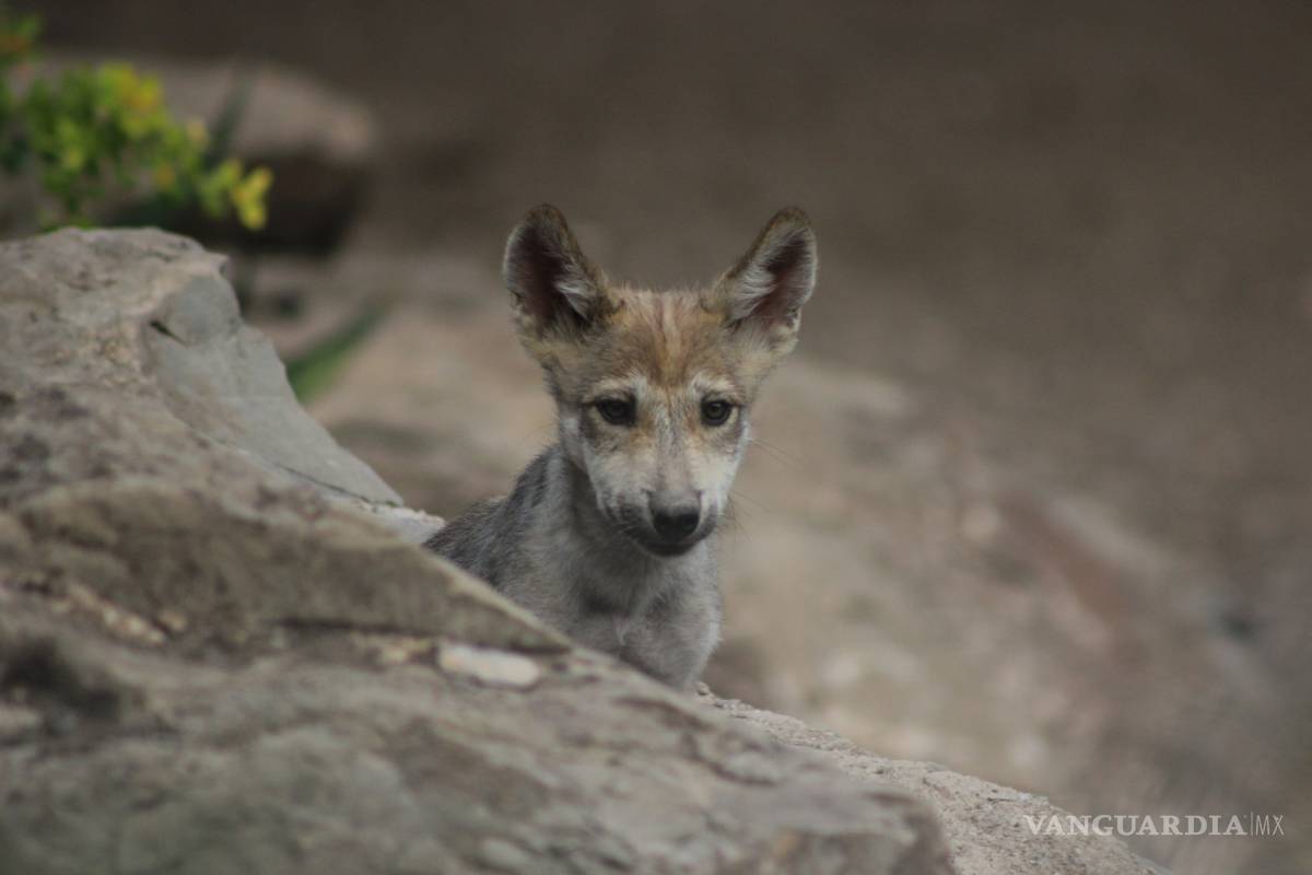 $!Nacen cinco lobeznos en el Museo del Desierto