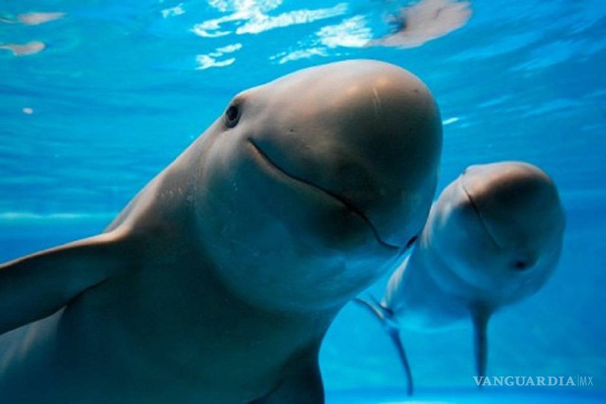$!La vaquita marina enfrenta a un enemigo similar al narco: Semarnat
