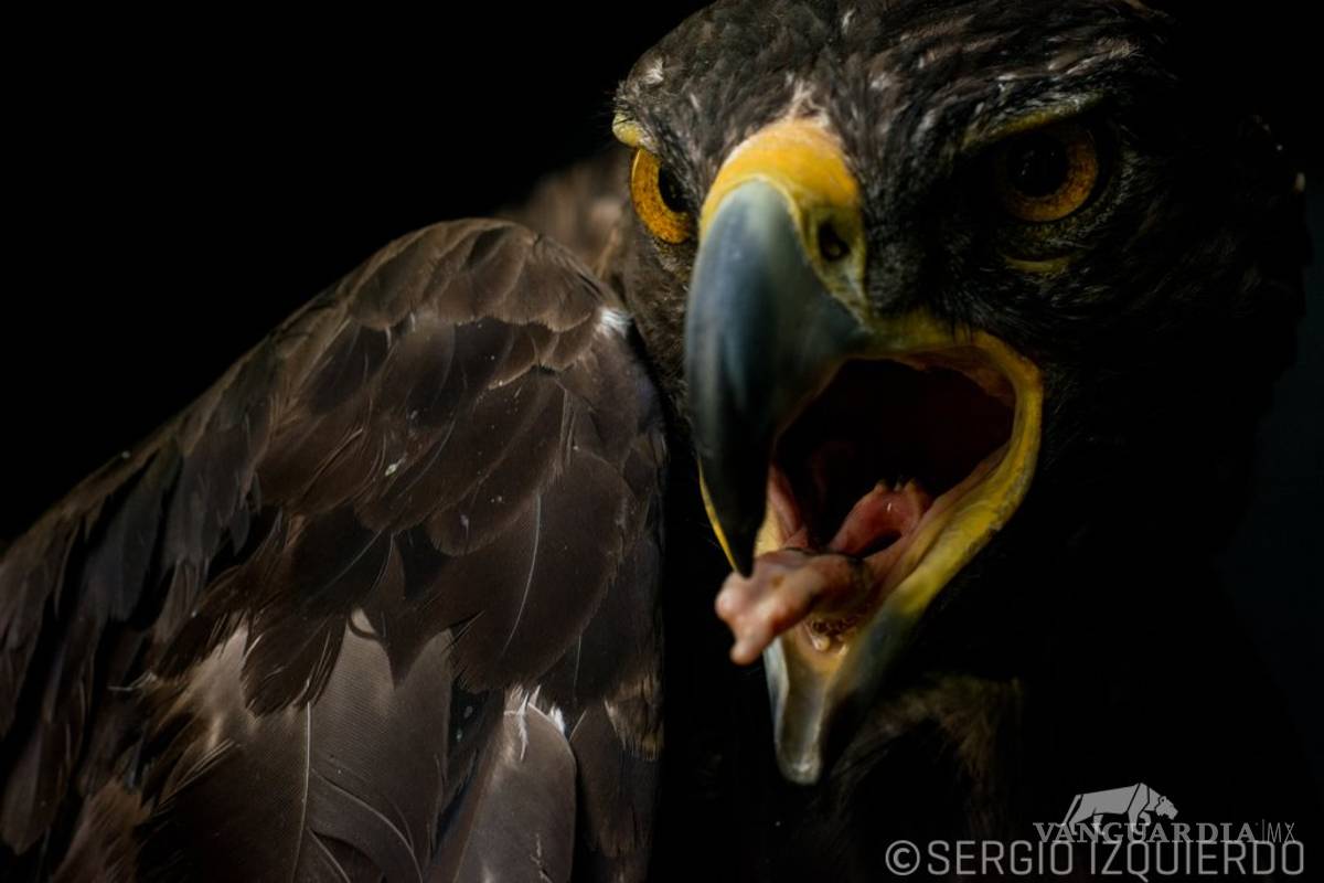 Saltillo, un lugar que protege al Águila Real