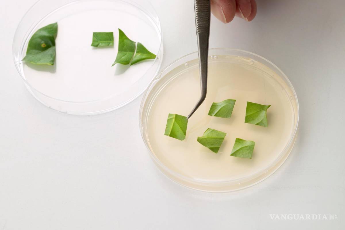 $!Café producido en biorreactor mediante agricultura celular, hojas. EFE/VTT