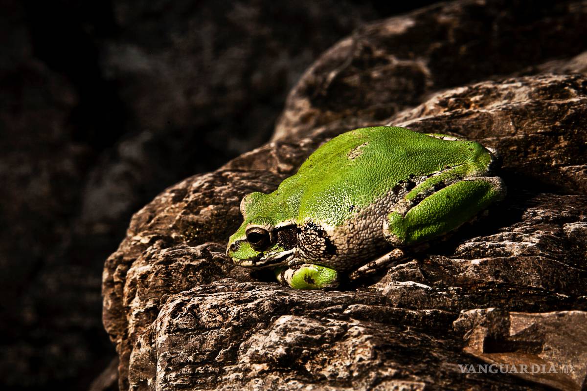 El calor puede contrarrestar efecto mortal de un hongo que ataca a las ranas
