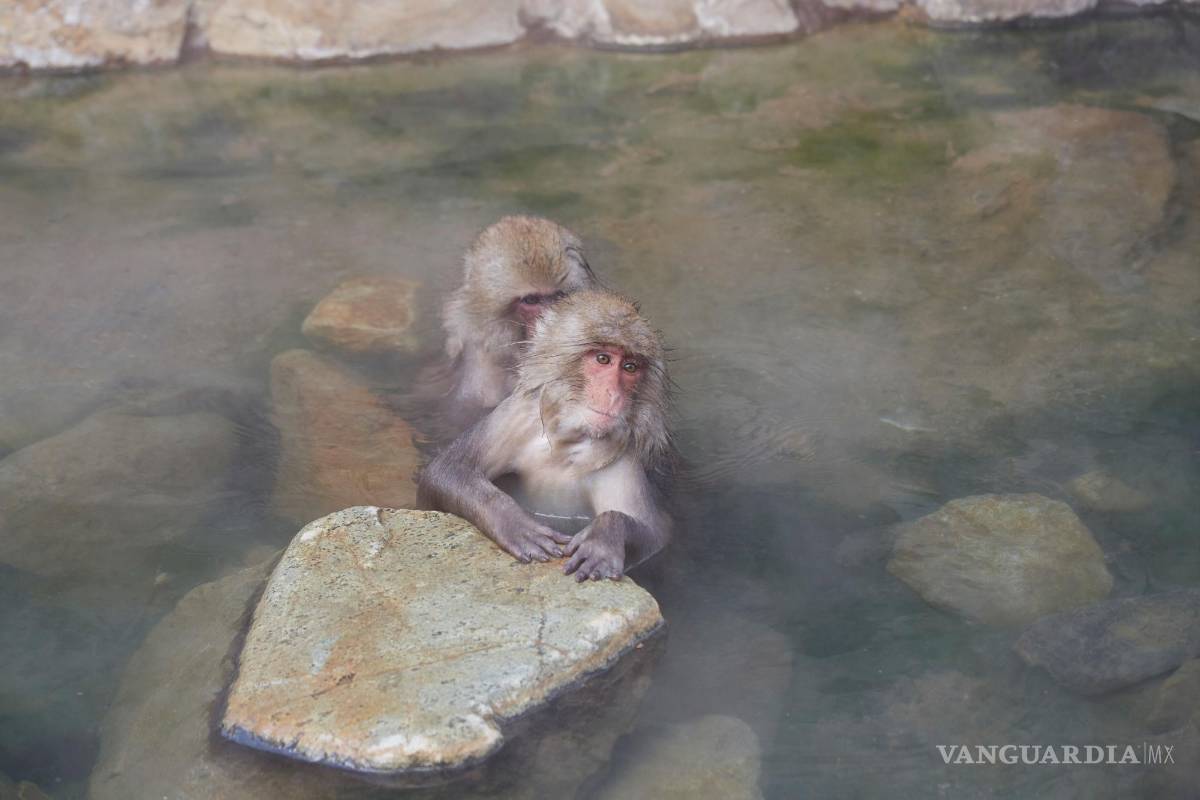 ¿Sabías que el comportamiento homosexual evolucionó en muchos mamíferos para reducir los conflictos?