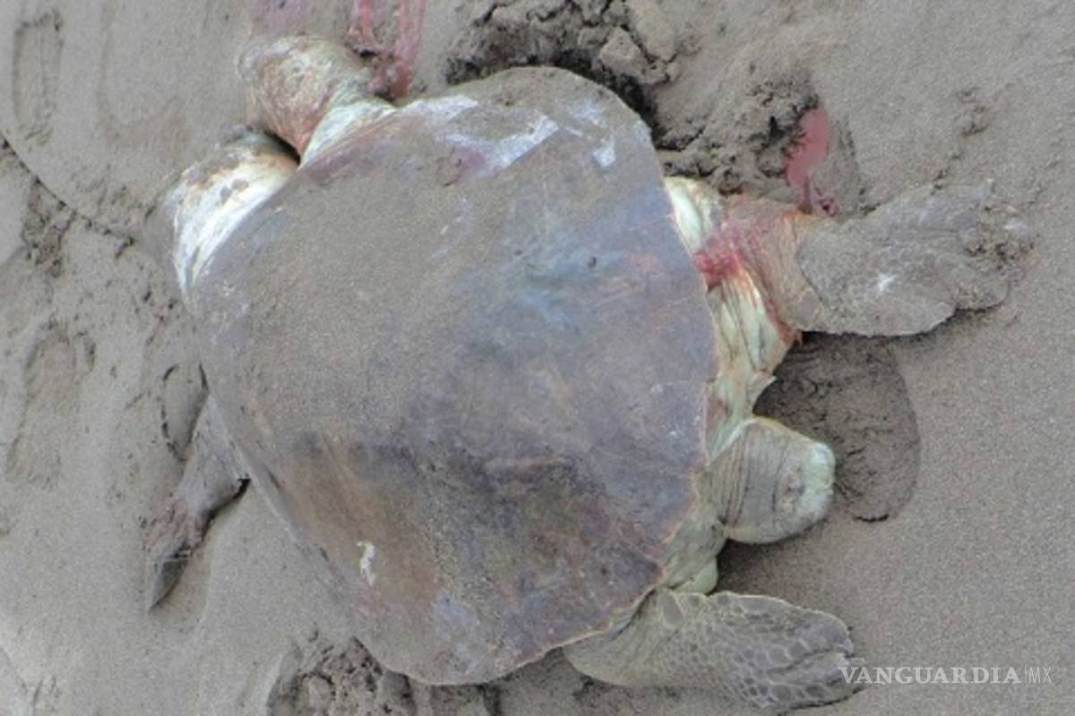 $!Misteriosa muerte de 113 tortugas en peligro de extinción, ya es investigado por Profepa