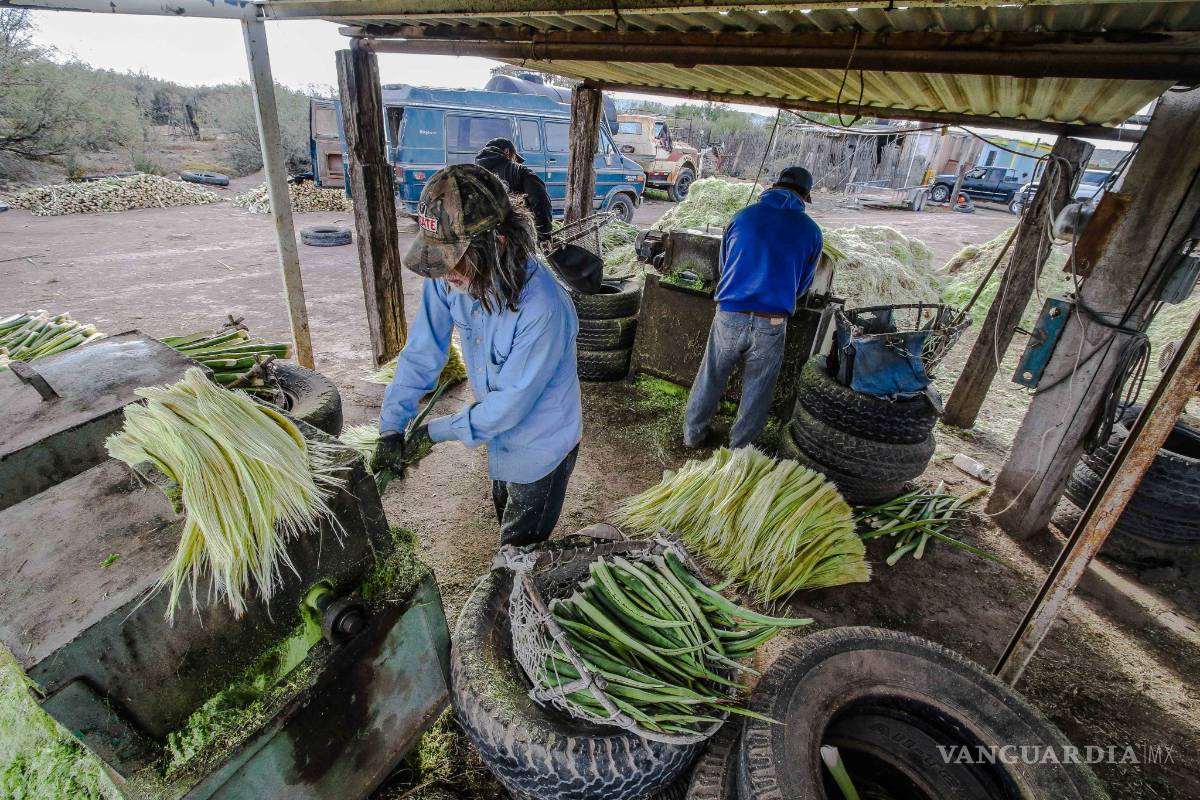 $!Lechuguilla, sobreviviente del desierto