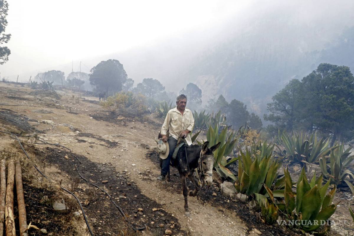 Sierra de Arteaga: El fuego lo consumió todo
