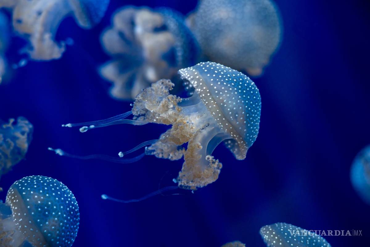 Descubre el mecanismo por el que se mueven las medusas