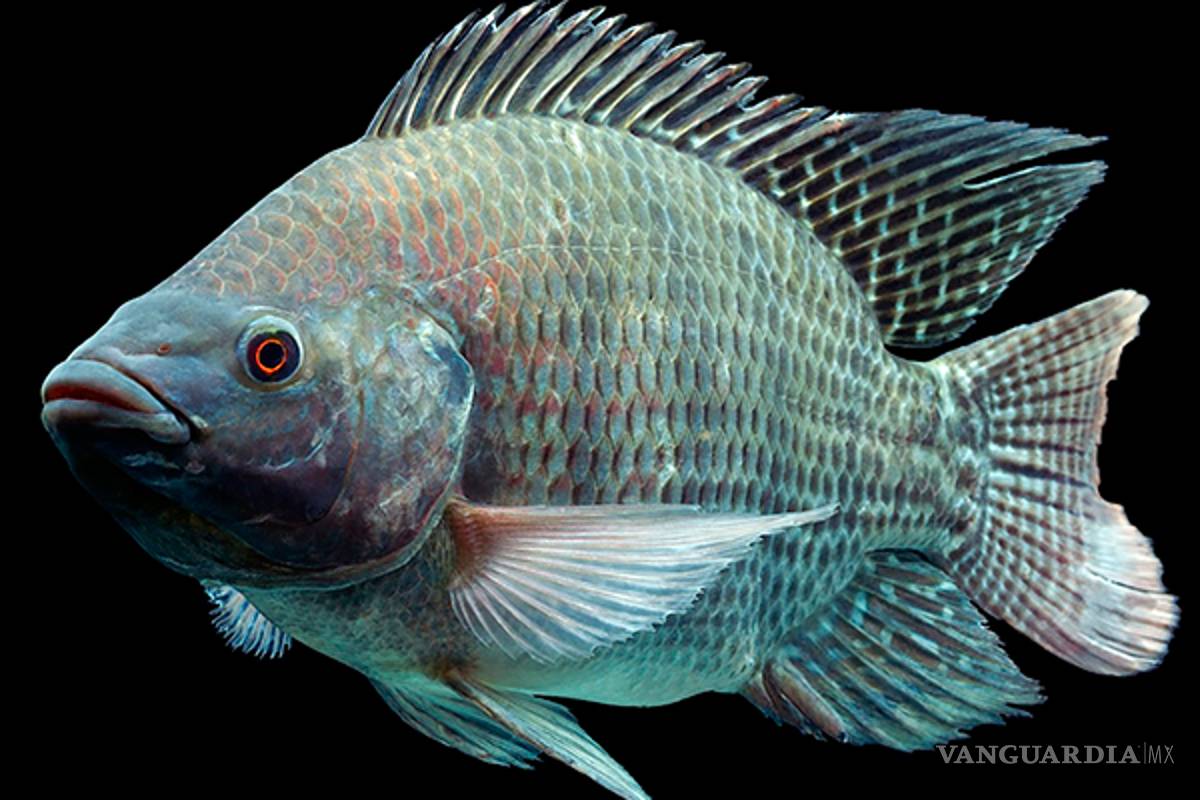 Mexicanos crean tecnología para curtir piel de pescado