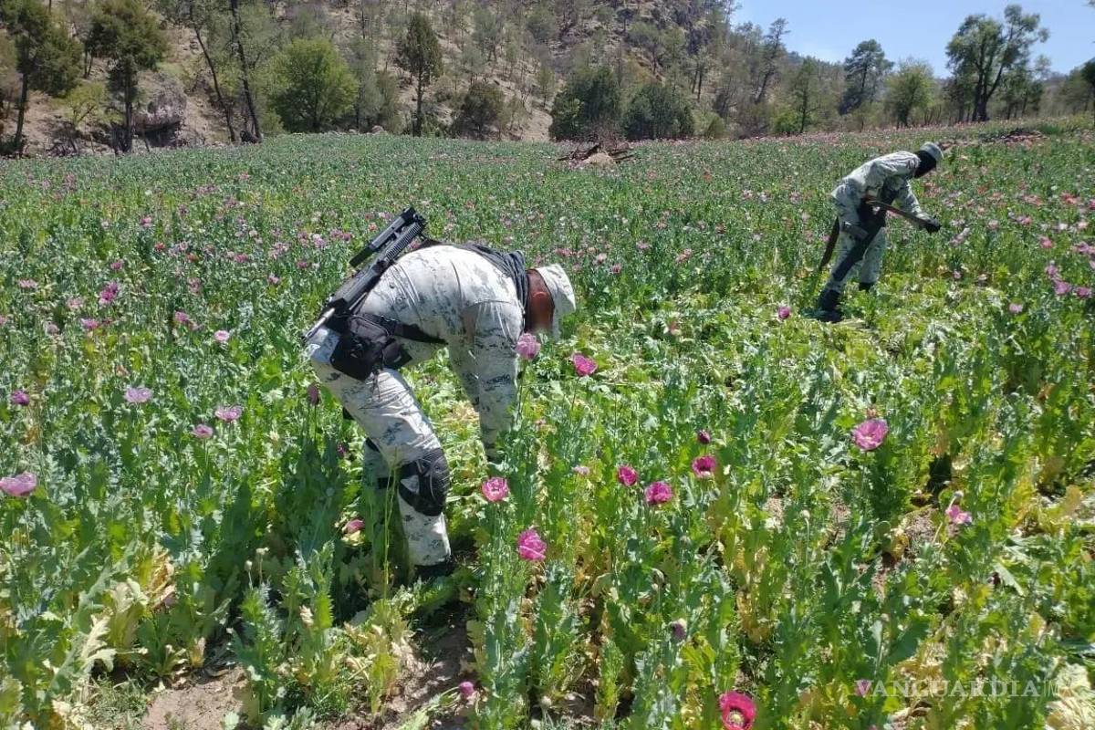 Gobierno de AMLO dejó de combatir cultivos de marihuana y amapola; destrucción de plantíos cae a la mitad