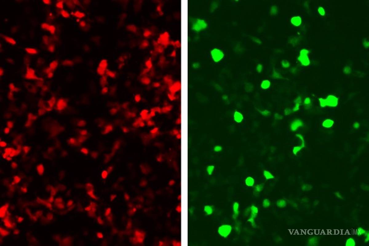 Coronavirus: Una partícula es la chispa, la carga viral el fuego que arde en un individuo: científicos