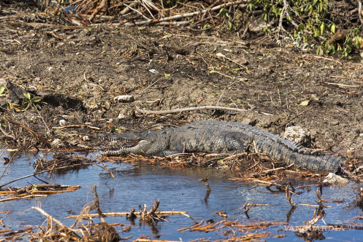 $!“Tala en Tajamar deja un gran daño ambiental”: expertos