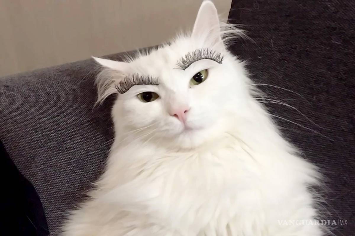 Gata usa pestañas postizas y se hace viral en Internet